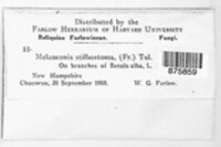 Melanconis stilbostoma image